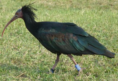 Ibis chauve ‘Sonic’ 178 (photo HPG)